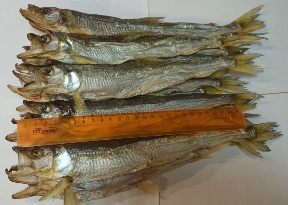 Виды морской рыбы для еды фото и названия