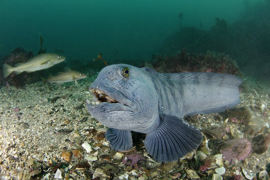 Дальневосточная зубатка (Anarhichas orientalis),