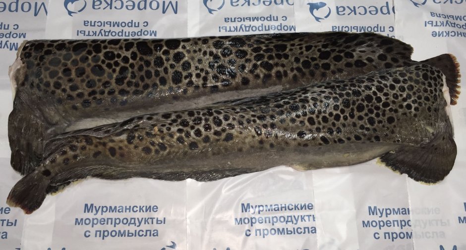 Рыба зубатка синяя