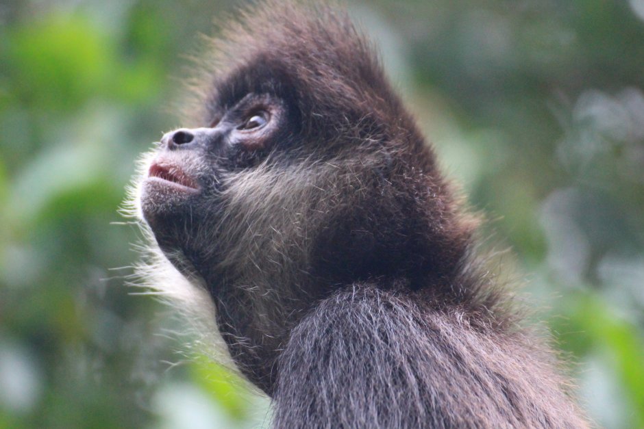 Обезьяна зацепилась