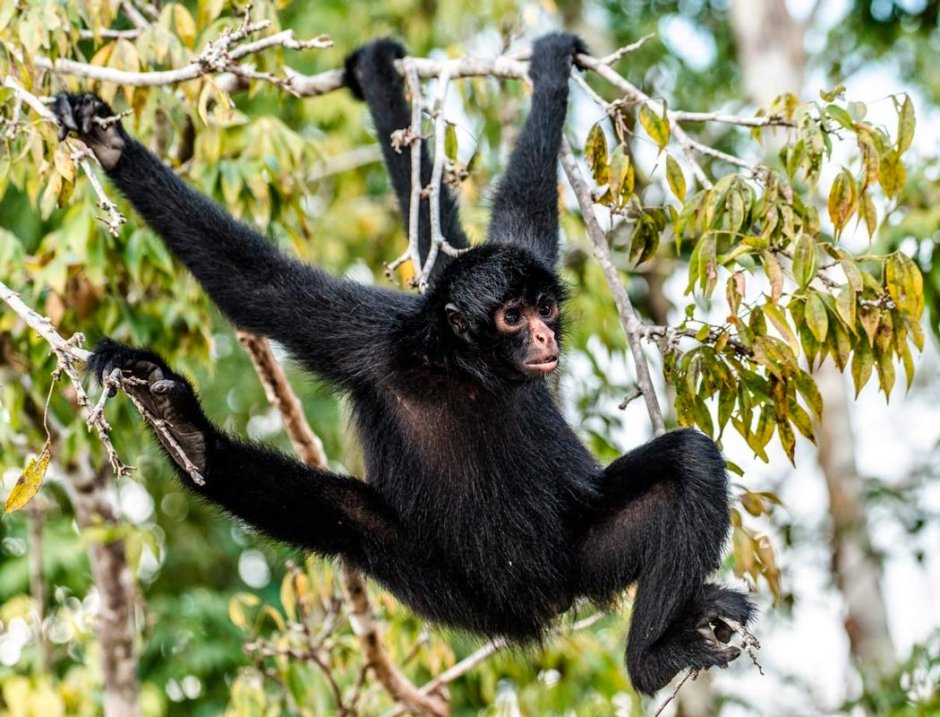 Широконосые обезьяны нового света