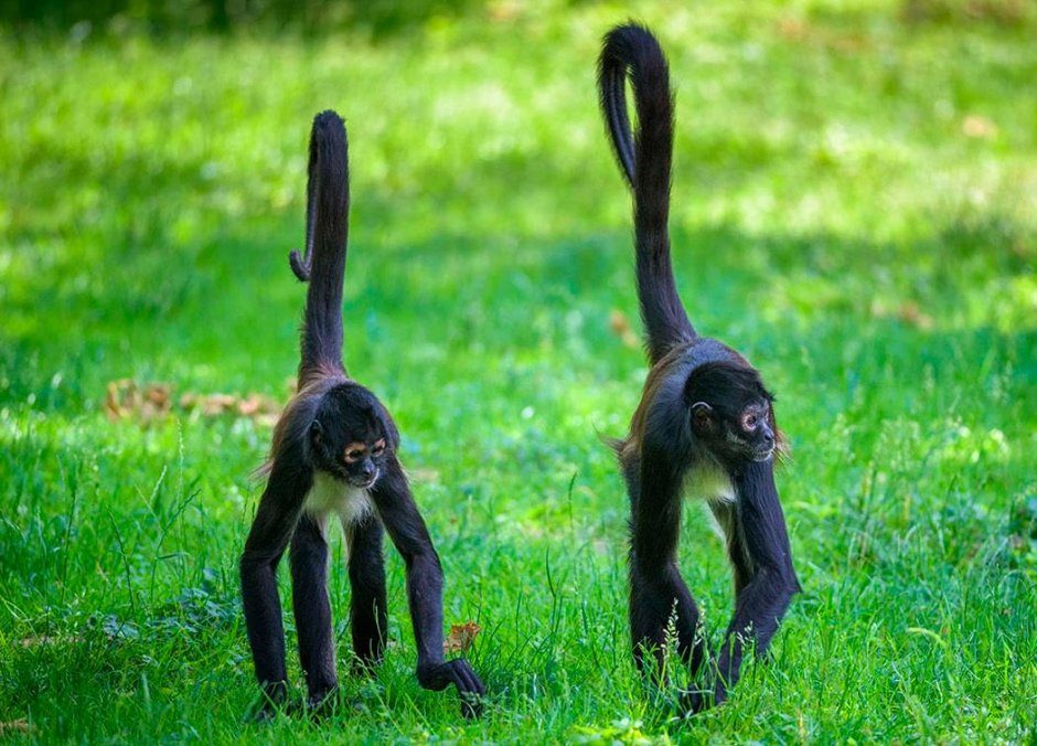 Обезьяна паук