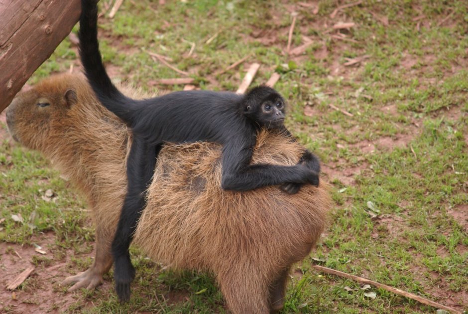 Игра обезьяна паук