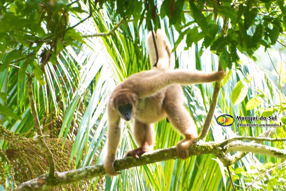 Мирослав примат