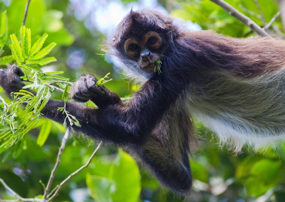 Паукообразные обезьяны коата
