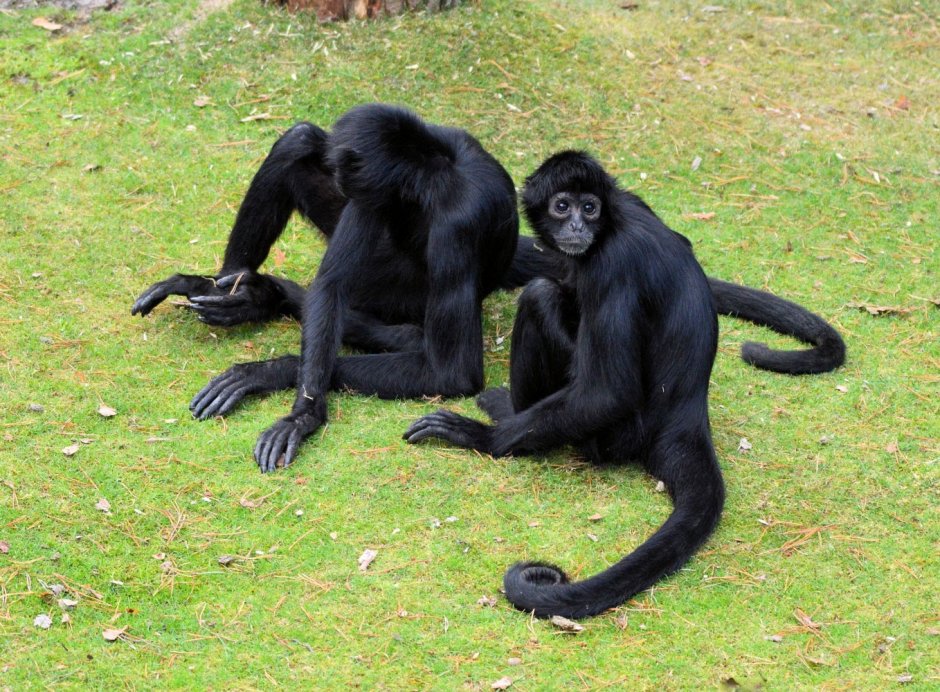 Игра обезьяна паук