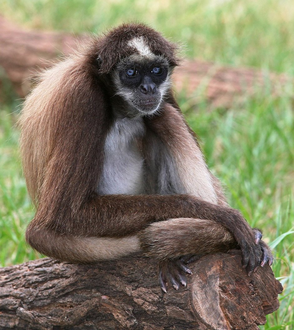 Geoffroy's Spider Monkey