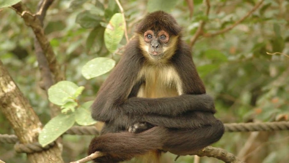 Коата Жоффруа