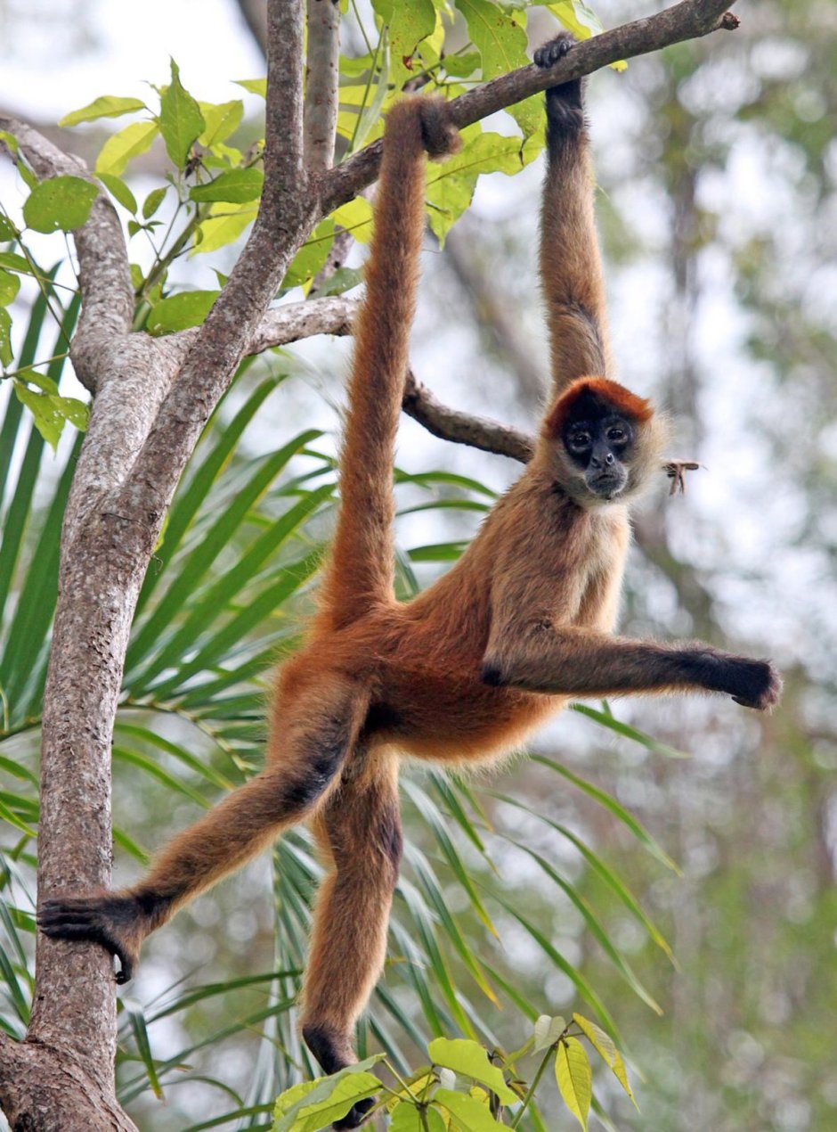 Обезьяна висит на хвосте