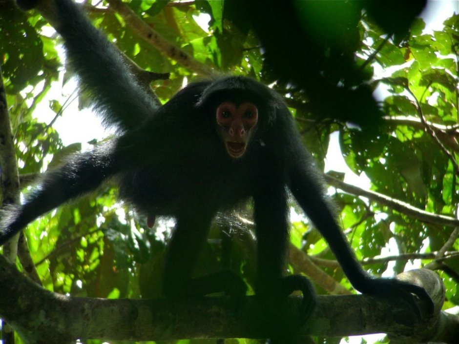 Обезьяна паукообразная бурая