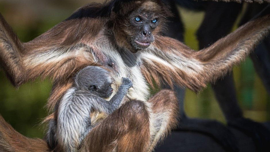 Паукообразные обезьянки вагина