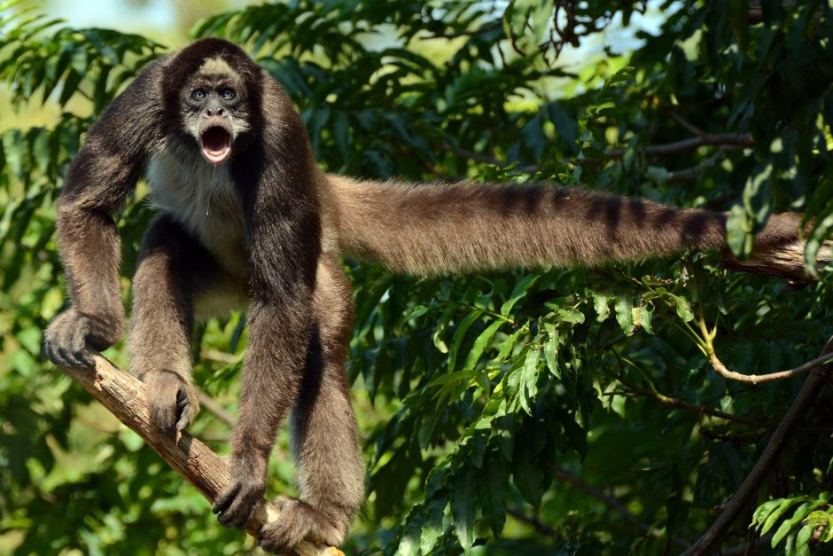 Паукообразные обезьяны коата