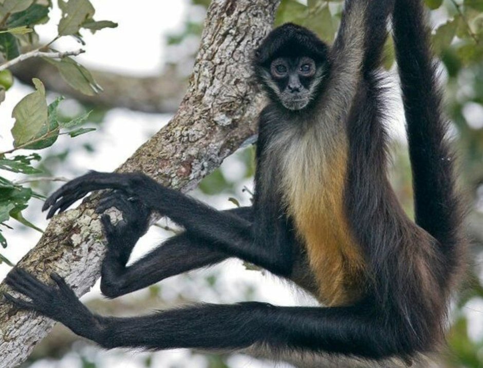 Паукообразные обезьяны в Южной Америке