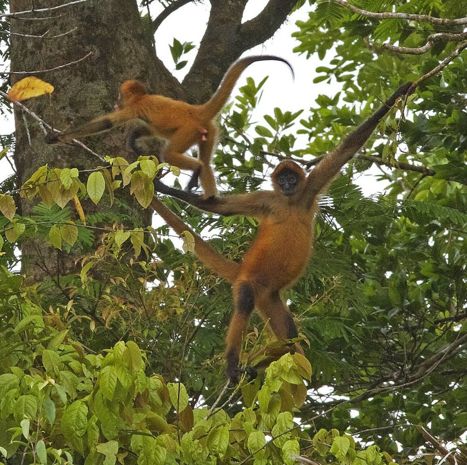 Паукообразная обезьяна Коста Рика