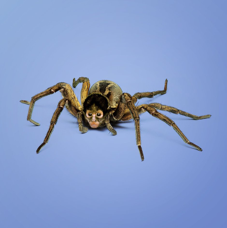 Чернорукая паукообразная обезьяна (Ateles geoffroyi)