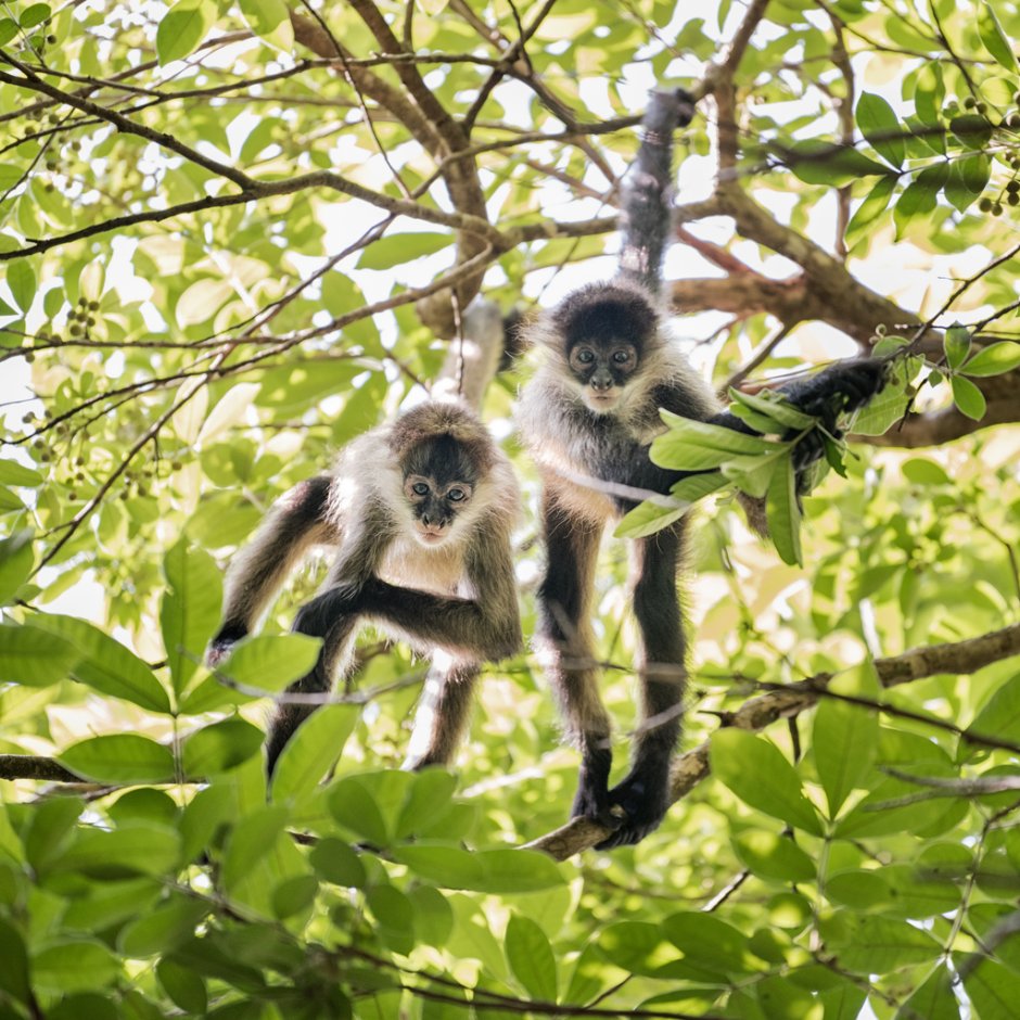 Бурая мирики