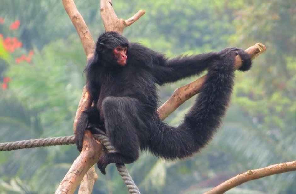 Белощёкая коата