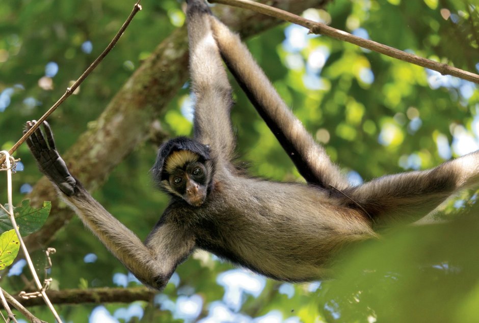 Паукообразные обезьяны коата