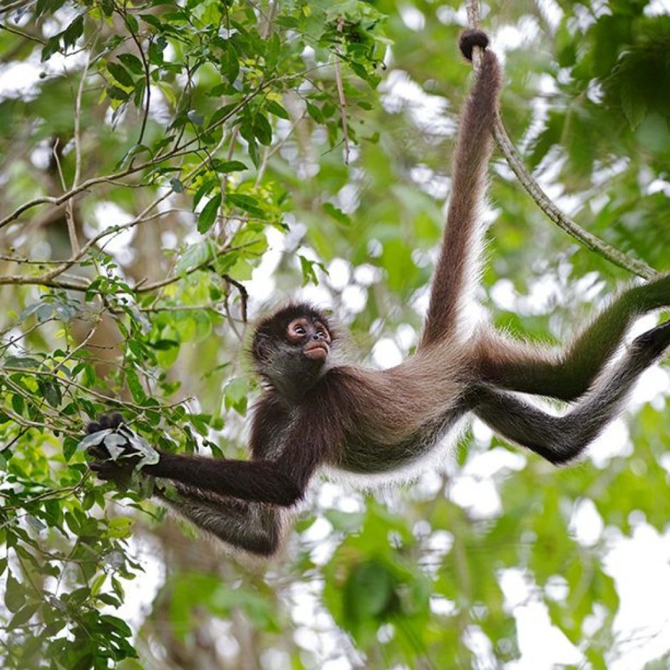 Паукообразные обезьяны широконосые обезьяны