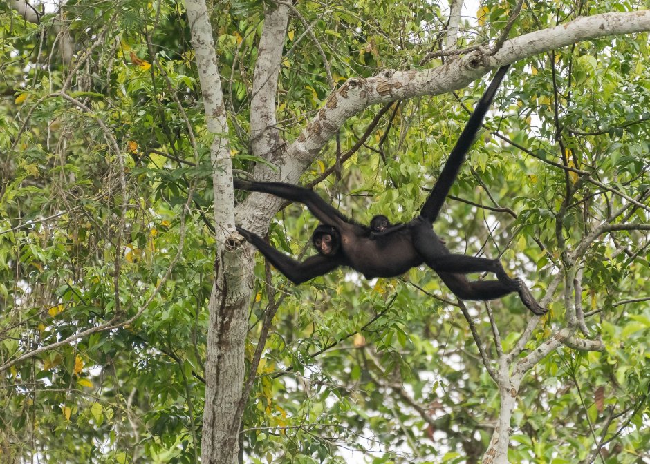 Белолобая коата