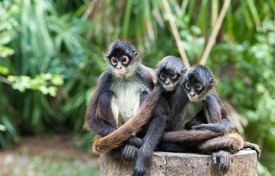 Коата обезьяна