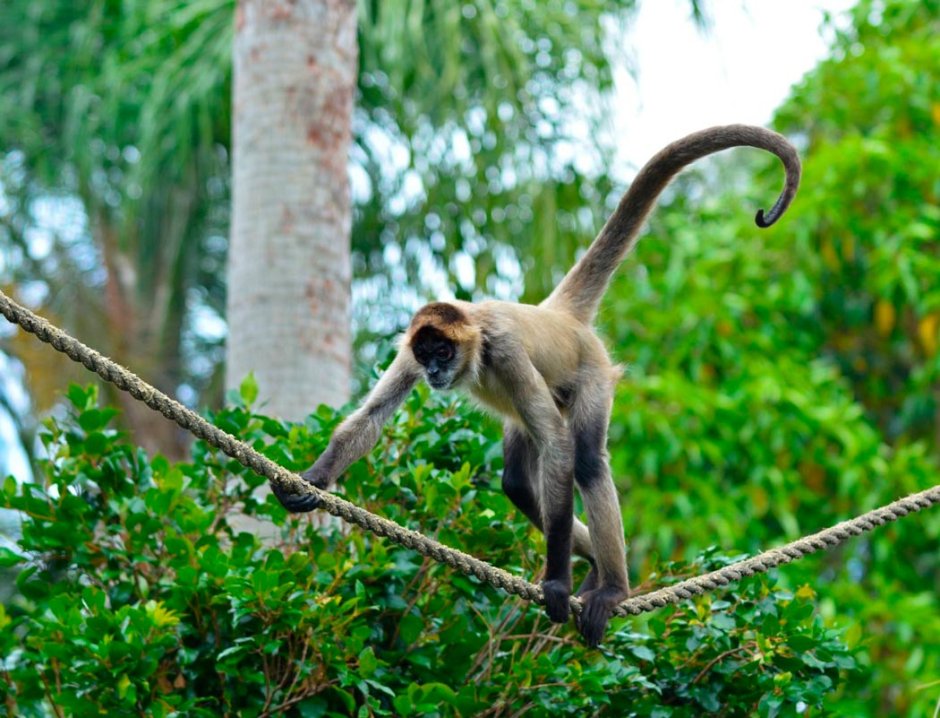 Паукообразные обезьяны коата