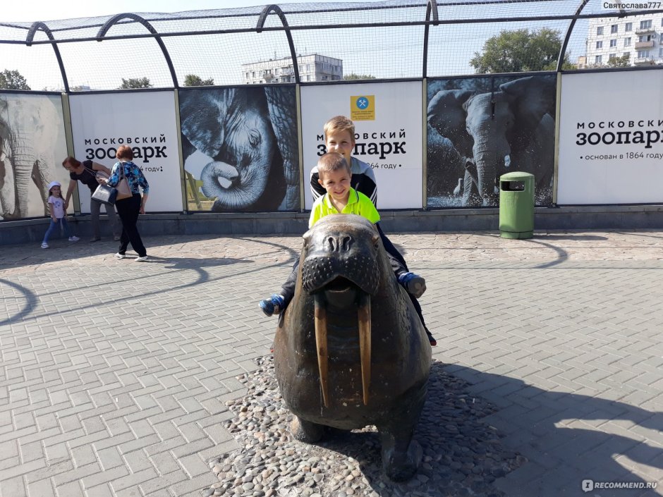 Северный морской котик в Московском зоопарке