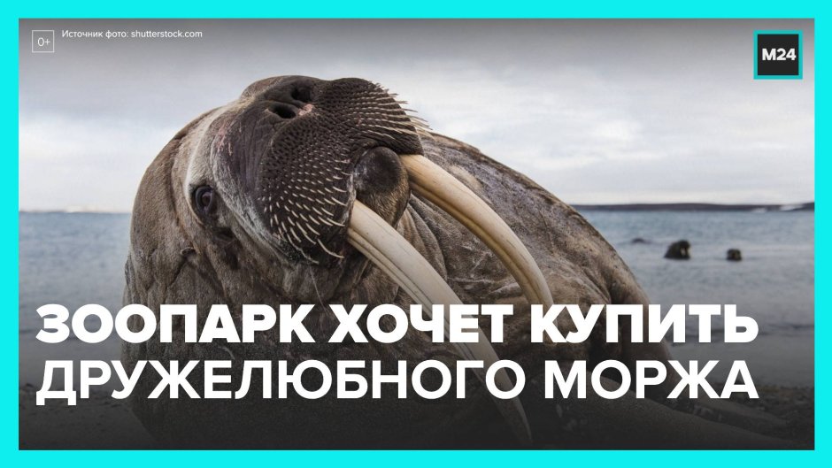 Московский зоопарк морские животные