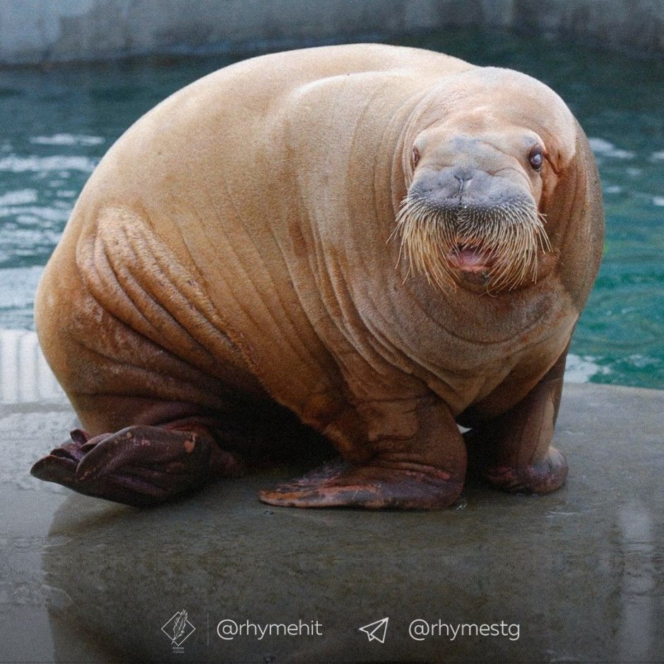 Самка моржа