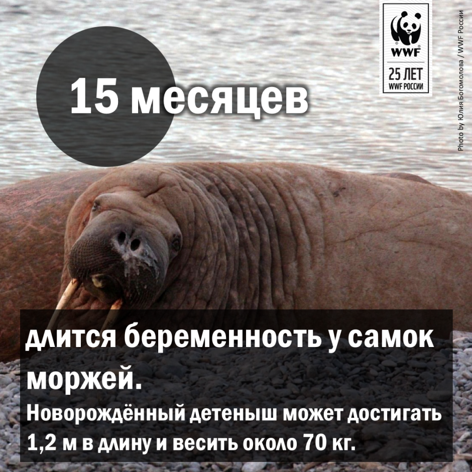 Вибриссы моржа
