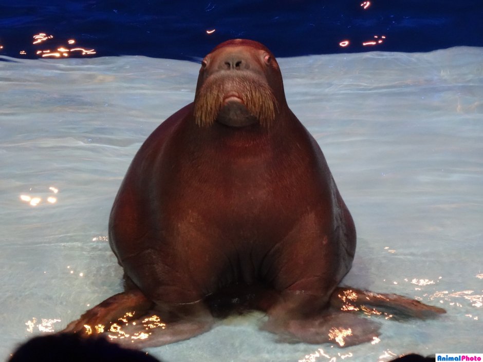 Серж морж