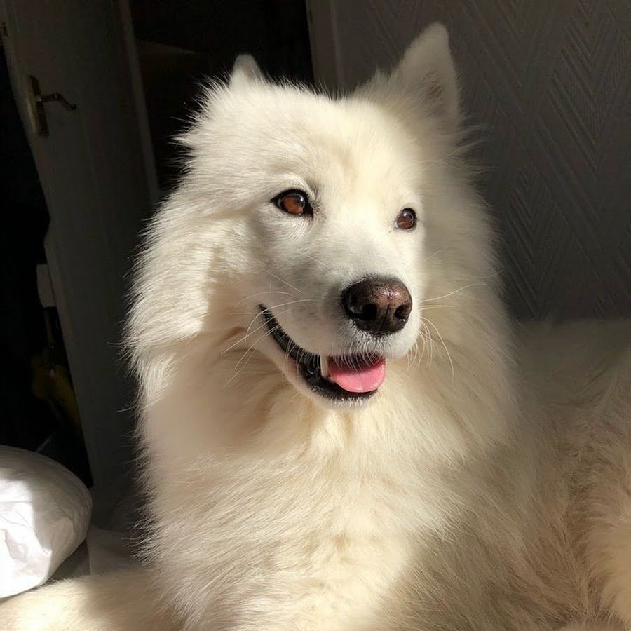 Самоедская собака