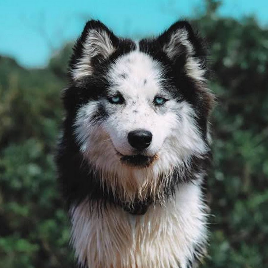 Смесь шпица и самоеда