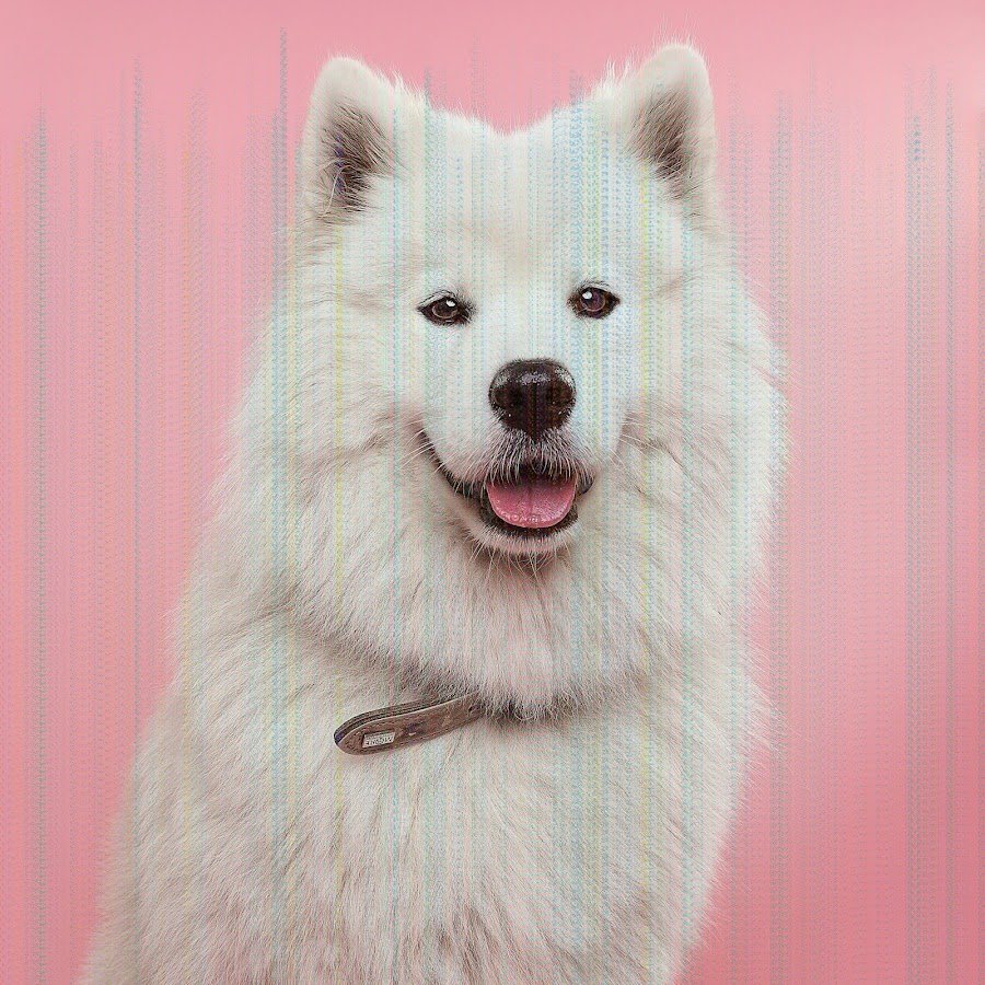 Эскимосский самоед