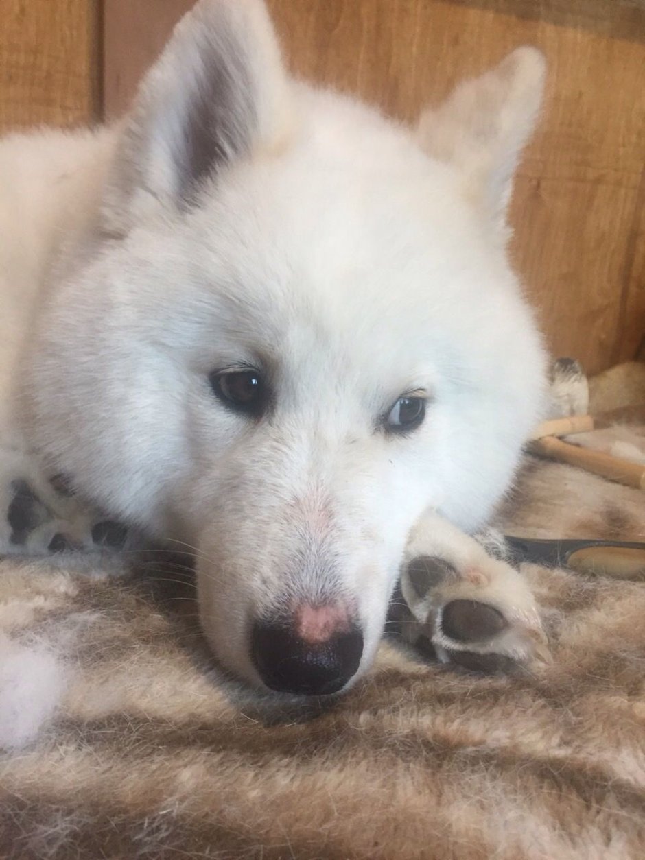 Метис хаски и самоеда