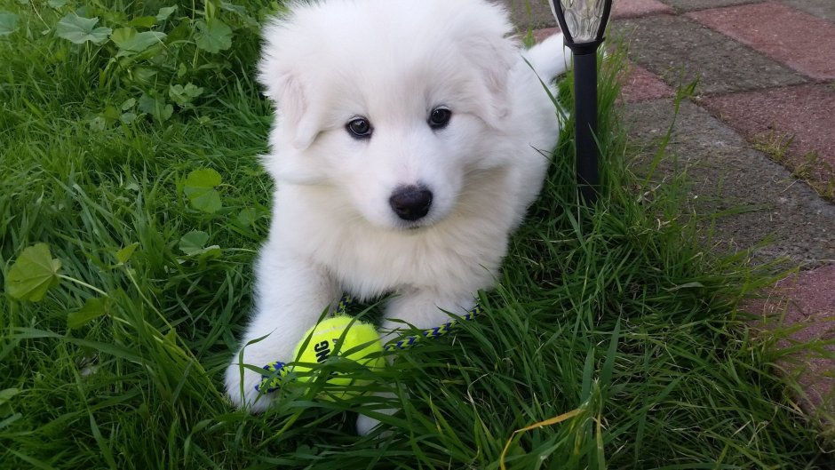 Метис хаски и самоеда