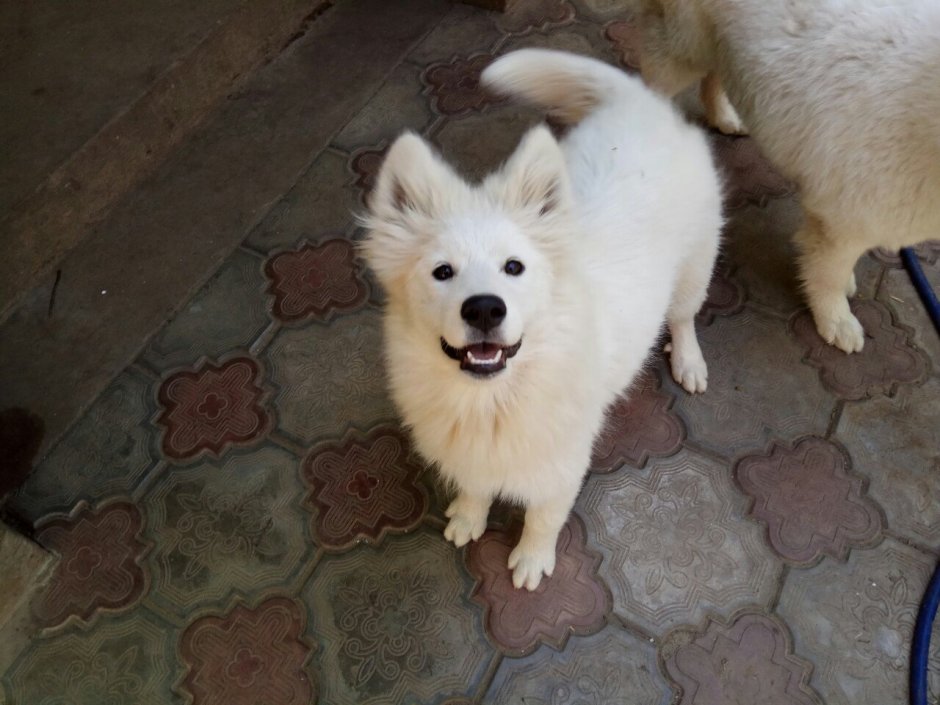 Помесь хаски и самоеда