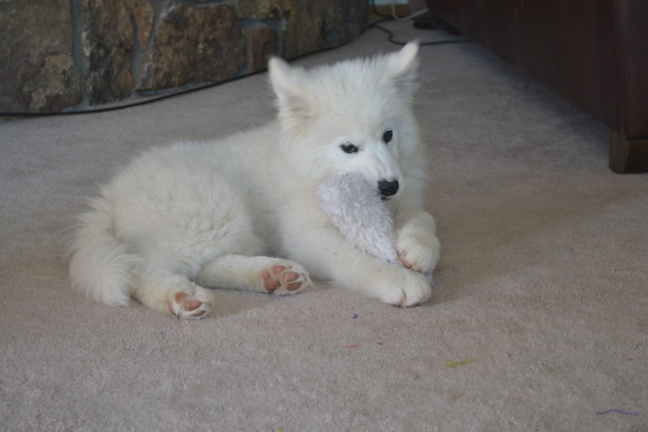 Метис самоеда и БШО