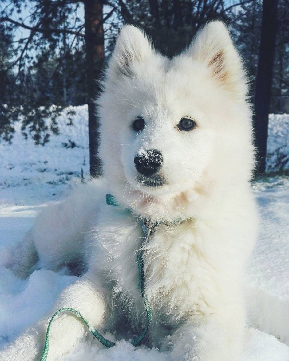 Аляскинский самоед