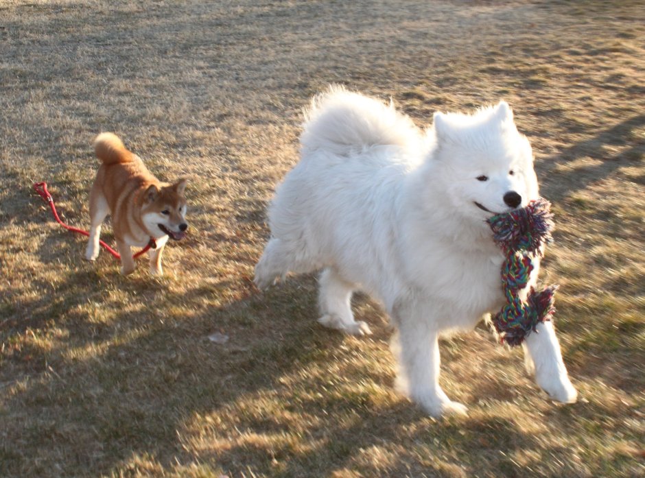 Метис хаски и самоеда