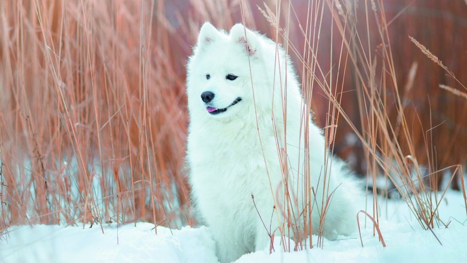 Самоед факты о породе
