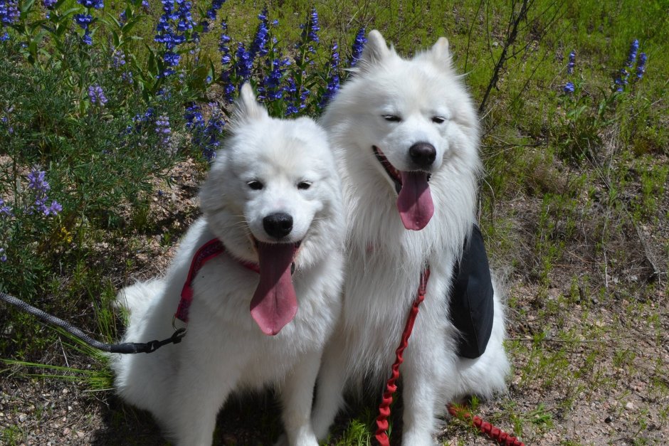 Аусси гибрид и самоеда