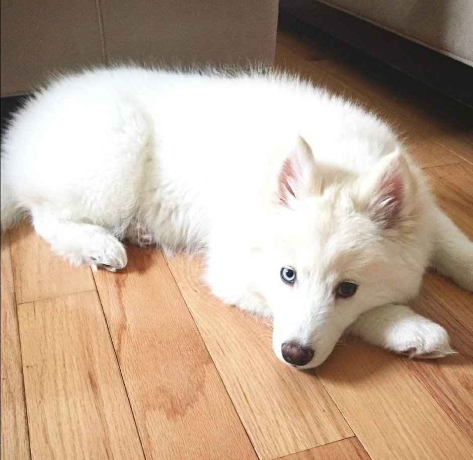 Хаски самоед