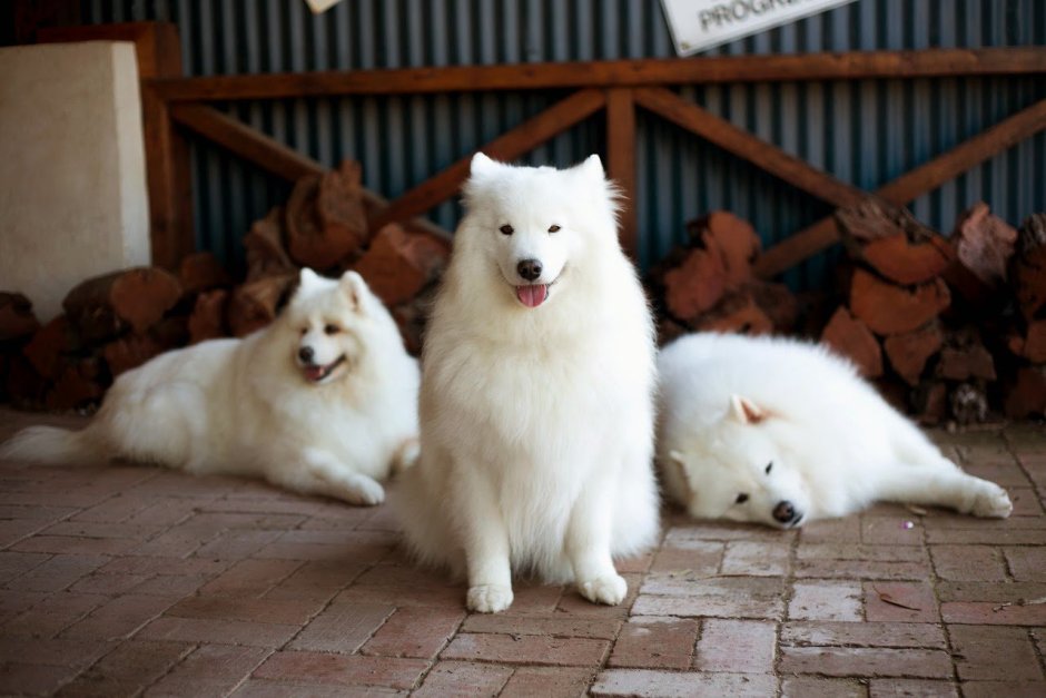 Маламут хаски самоед