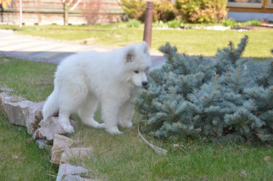 Сиба ину и самоед