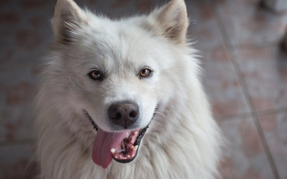 Самоедская лайка морда
