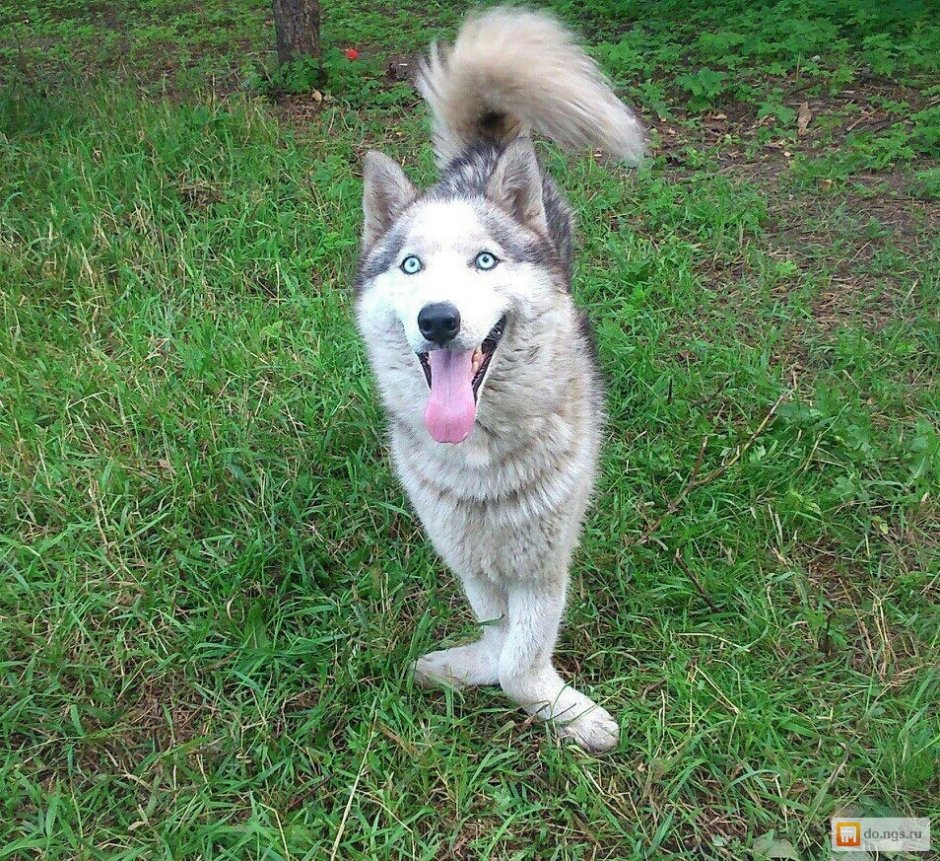 Японская лайка Акита ину