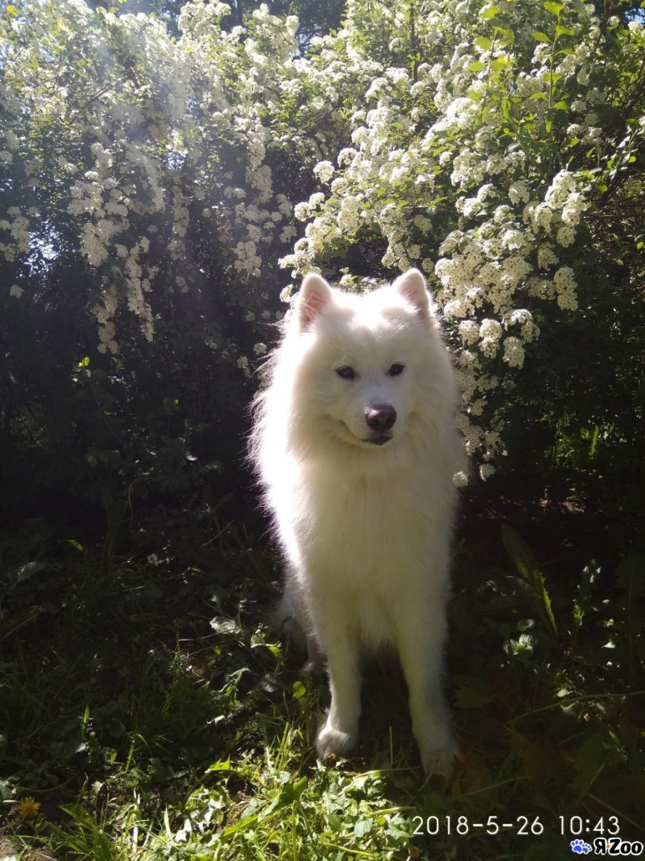 Метис самоеда и лайки
