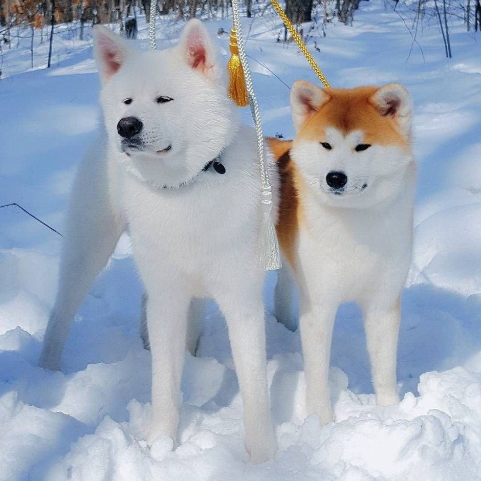 Западно Сибирская лайка альбинос