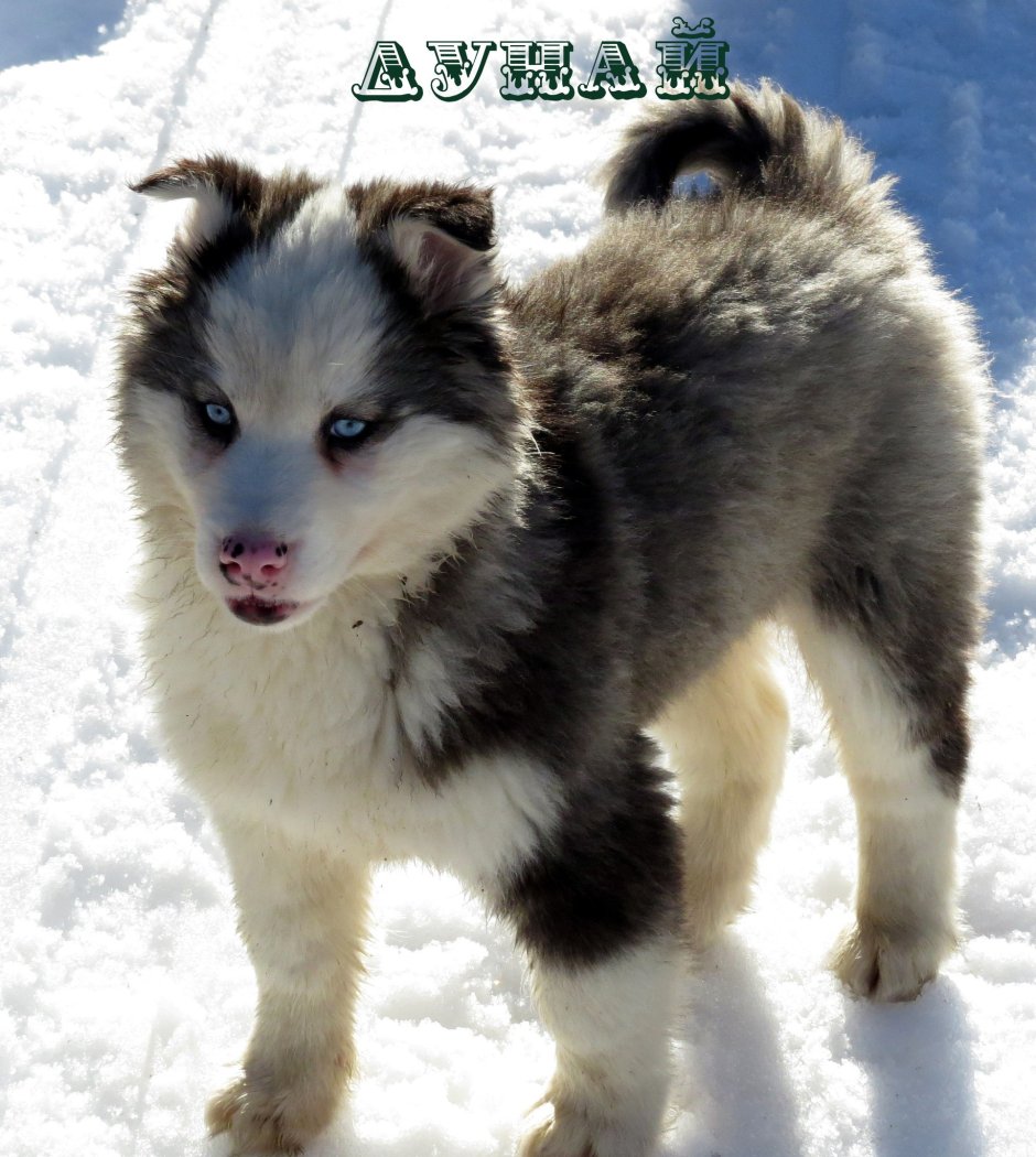 Маламут и самоед метис